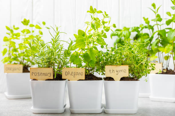 istock Pots with fresh aromatic herbs .Assorted fresh herbs growing in pots on a light background. Close-up. Rosemary, basil, mint, thyme and oregano. Mixed fresh aromatic herbs in a pot.Spicy herbs. 1552669255
