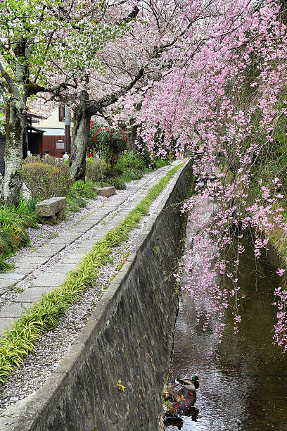 istock Philosopher's Walk in Kyoto 155266931