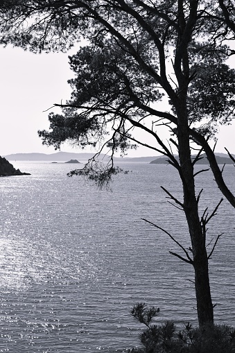 Black and white image of tree silhouet in front of sea bay