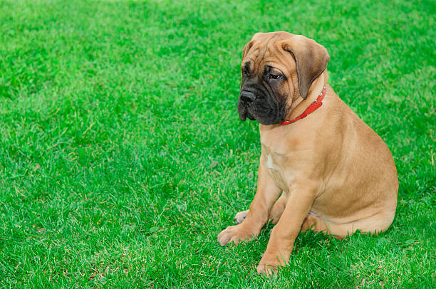 istock little puppy bullmastiff 155267229