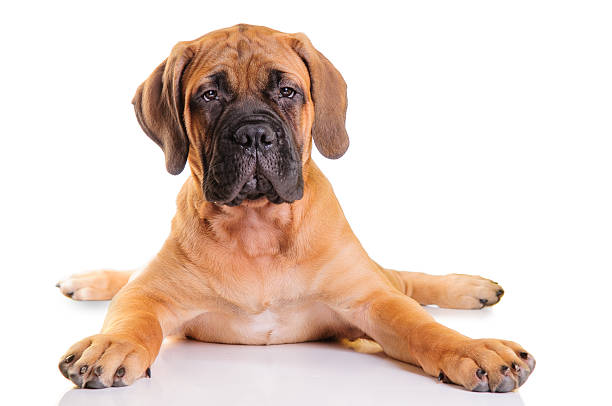 little puppy bullmastiff stock photo