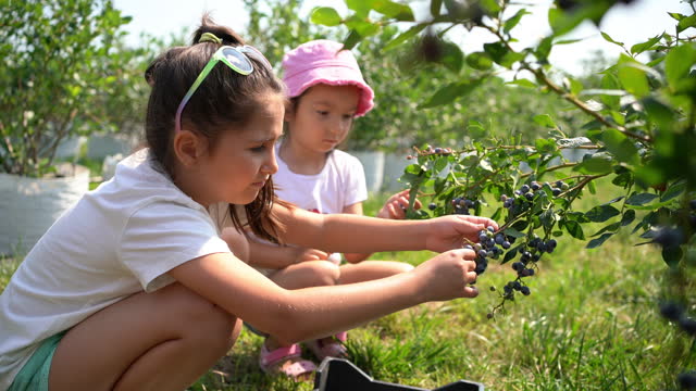 Caucasian sisters, harvesting blueberries at the family farm
