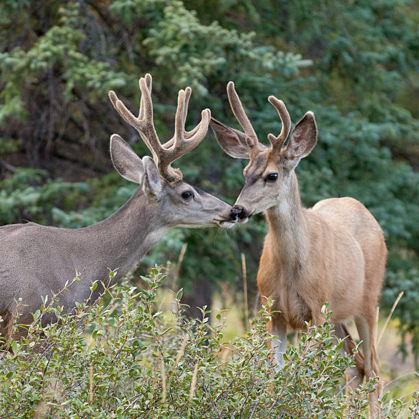 due cervo mulo dollari con velluto antlers interagire - mule animal profile animal head foto e immagini stock