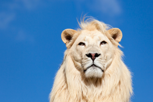 Head Portrait of Majestic White Lion against Blue Sky with Copy Space