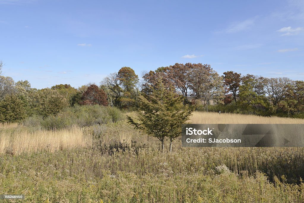 Árvores e Prado - Royalty-free Família da relva Foto de stock