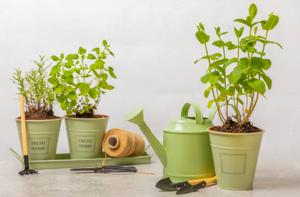 istock Pots with fresh aromatic herbs .Assorted fresh herbs growing in pots on a light background. Close-up. Rosemary, basil, mint, thyme and oregano. Mixed fresh aromatic herbs in a pot.Spicy herbs. 1552686107