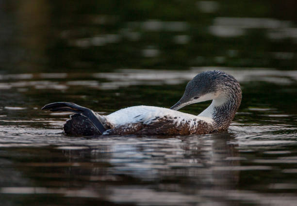 istock Red-throated Diver, Gavia stellata 1552692803