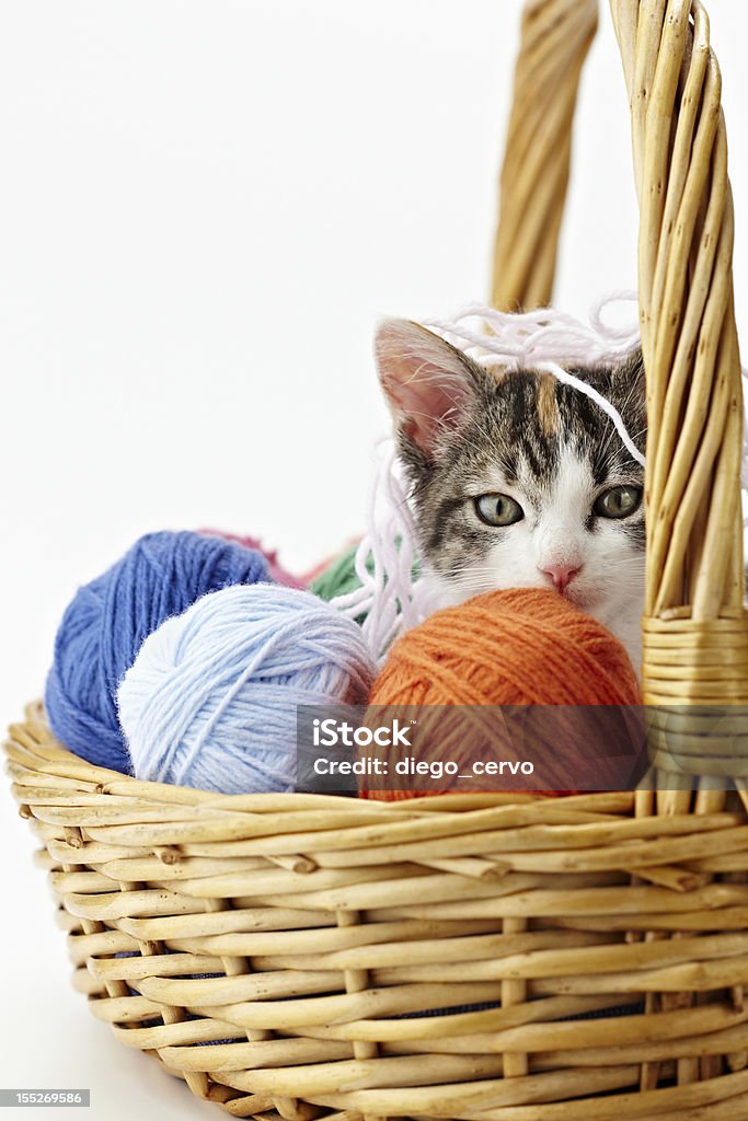 cat playing with yarn tricolor female kitten in basket playing with balls of whool on white background. Vertical shape, copy space Ball Of Wool Stock Photo