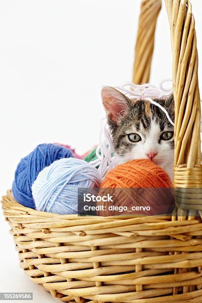 Gato Brincando Com Fios - Fotografias de stock e mais imagens de Gato domesticado - Gato domesticado, Novelo de Lã, Animal