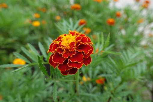Red and yellow double Tagetes patula in mid July