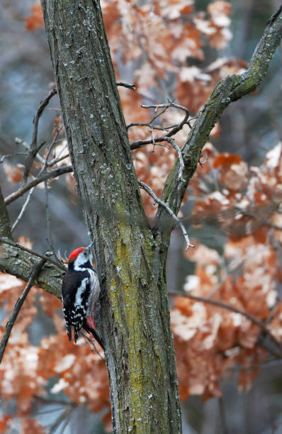 Middle Spotted Woodpecker, Dendrocopos medius Middle Spotted Woodpecker (Dendrocopos medius) in forest in Bulgaria. the middle spotted woodpecker dendrocopos medius stock pictures, royalty-free photos & images