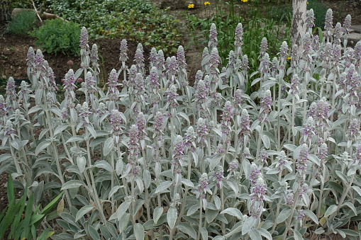 Many pink flowers of Stachys byzantina in mid June