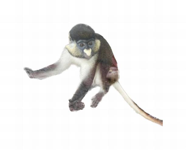 istock a photography of a monkey with a long tail and a black head, there is a monkey that is standing up with its hands in the air. 1552702174