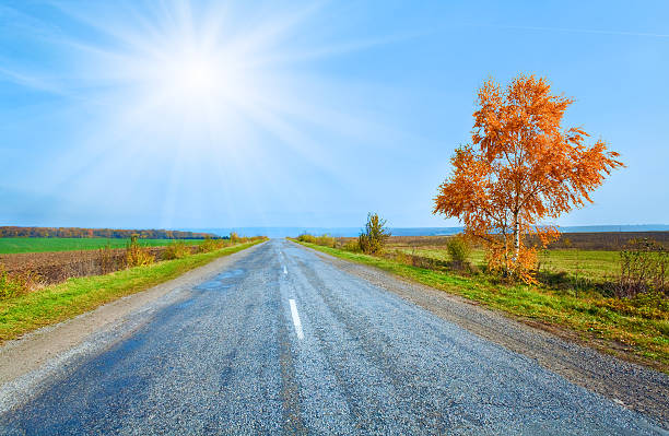 istock Autumn road and yellow birch 155270471