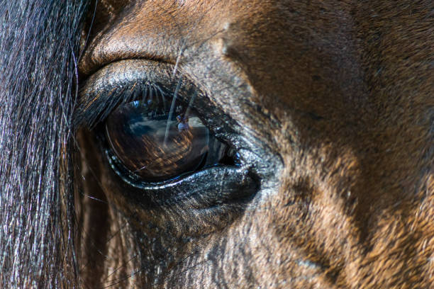 istock horse's eye with orange color and reflections 1552706963