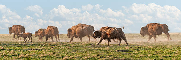 американский бизон stampede» - badlands prairie landscape badlands national park стоковые фото и изображения