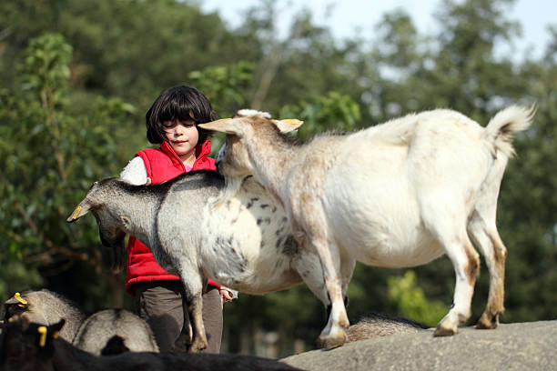 istock Pygmy goat and girl 155270716