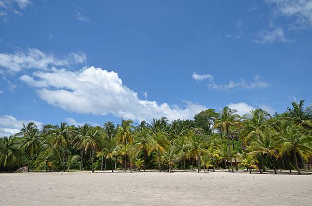 beach palms on the beach on the Atlantic ocean in Senegal senegal beach stock pictures, royalty-free photos & images