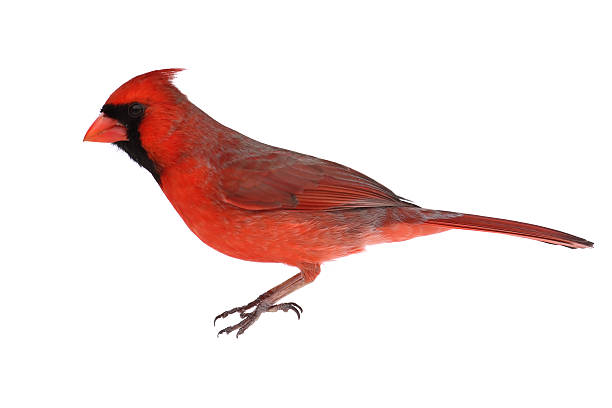 istock Side-view of a red cardinal over a white background 155271630