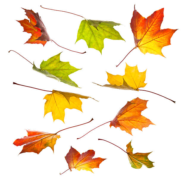 istock Collection of autumn leaves 155271740