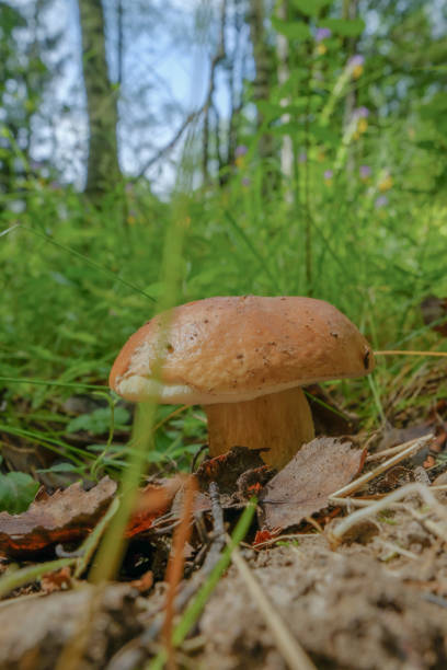 Cep mushroom growing under oak tree. Boletus grow in wood. Beautiful edible autumn big raw bolete