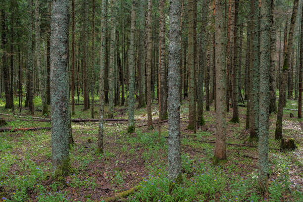 istock Forest landscape with many bare trunks of fir trees 1552721178