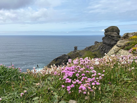 A scenic green Irish cliffs with colorful wildflowers and a stunning view of the sea in the background