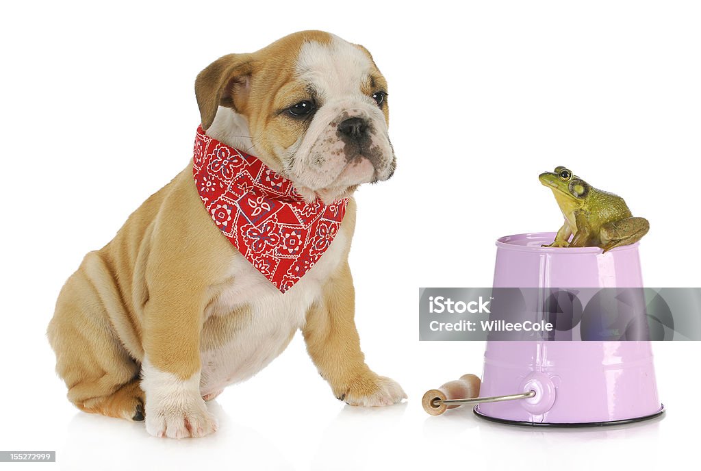 Linda cachorrinho com bullfrog - Foto de stock de Acima royalty-free