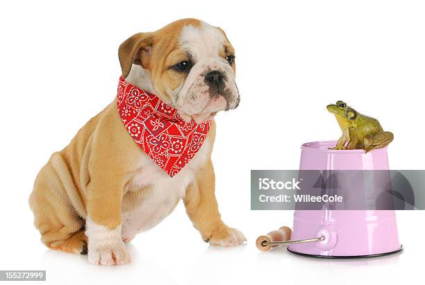 Foto de Linda Cachorrinho Com Bullfrog e mais fotos de stock de Acima - Acima, Amizade, Analisar