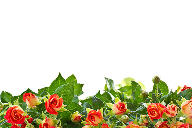 istock Bouquet of Roses 155273256