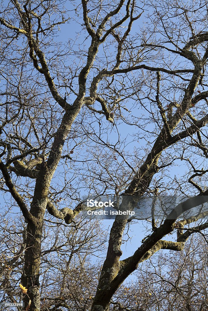 Oak on blue Old nude oak on a clear blue evening Autumn Stock Photo