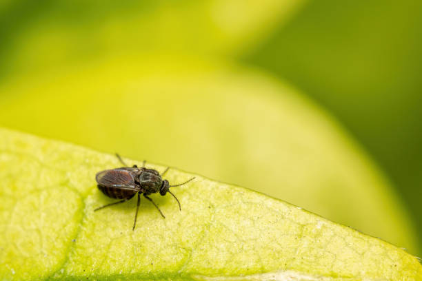 istock Macro photography of tiny insect on green leaf. 1552734898