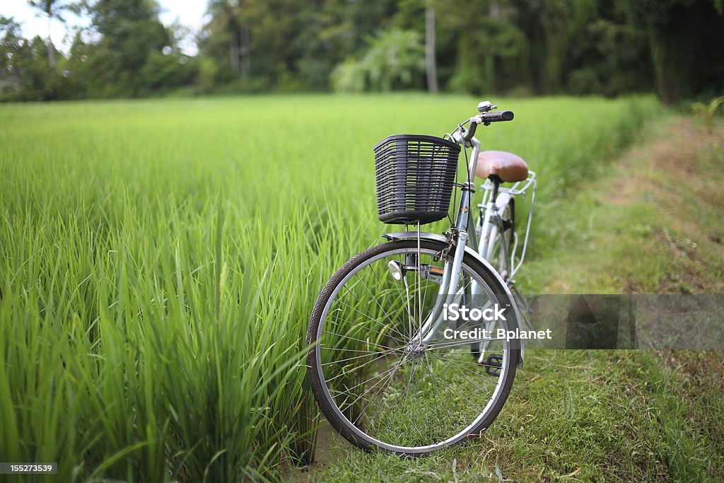 bicycle in rice paddy, asia -Thailand bicycle in rice paddy outdoor, asia -Thailand Bicycle Stock Photo