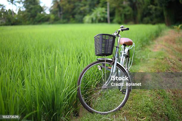 Bicycle In Rice Paddy Asia Thailand Stock Photo - Download Image Now - Bicycle, Rice Paddy, Agricultural Field