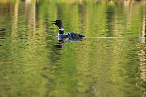 Singing Loon Loon swims along the lake loon bird stock pictures, royalty-free photos & images