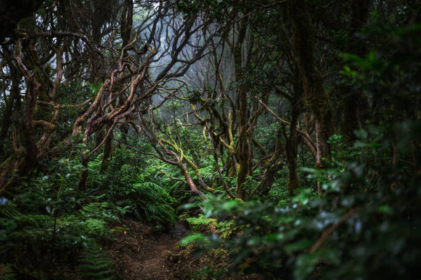 Biodiversity in laurel forest of Anaga, UNESCO biosphere reserve in Tenerife stock photo
