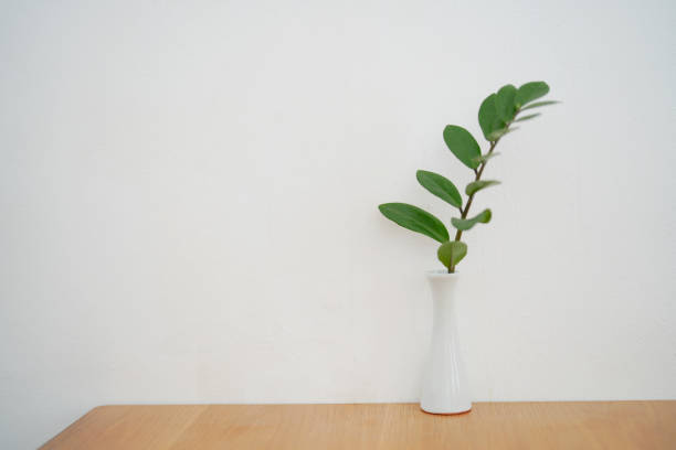 istock Zamioculcas in a ceramic vase in home interior white background. copy space 1552738605