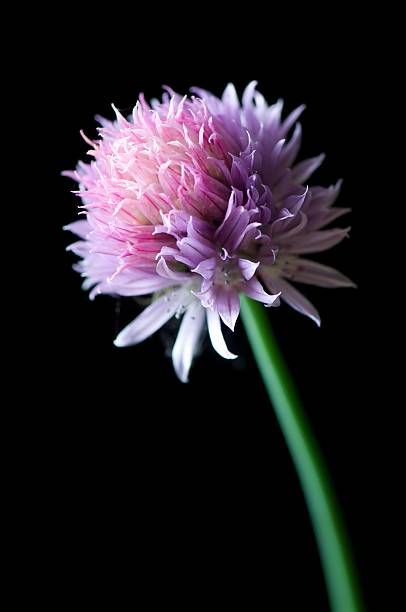 istock Chlve flower on Black background 155274139