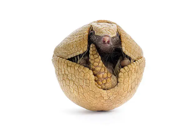 Three banded armadillo on white background.