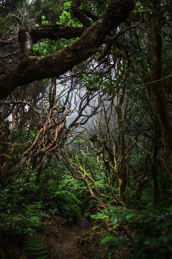 Hiking in laurel forest of Anaga, UNESCO biosphere reserve in Tenerife