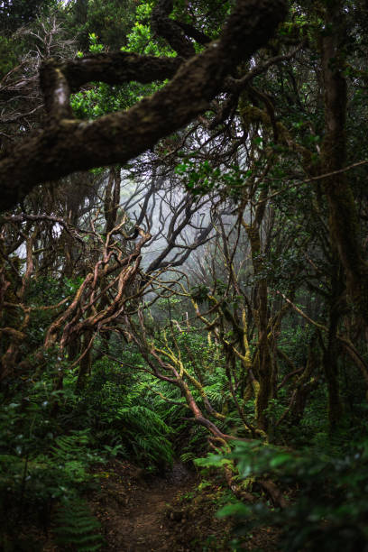 биоразнообразие лаврового леса анага, биосферного заповедника юнеско на тенерифе - anaga стоковые фото и изображения