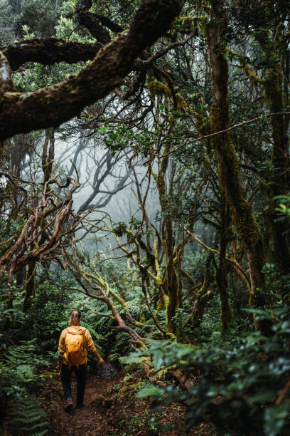 mujer solitaria haciendo senderismo en el bosque de laurisilva de anaga en tenerife - tenerife spain national park canary islands fotografías e imágenes de stock