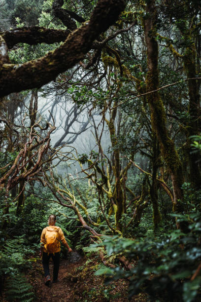 Lone woman hiking in laurel forest of Anaga in Tenerife stock photo