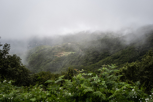 Hiking in laurel forest of Anaga, UNESCO biosphere reserve in Tenerife