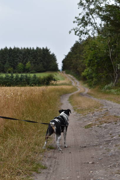 istock Going for a walk with the dog on a rural dirt
road. 1552744440