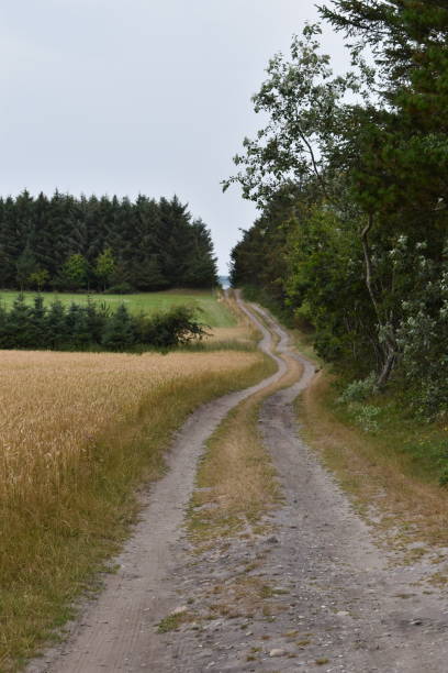Summer in Denmark in the countryside - spruce tree forest, hedges and fields.