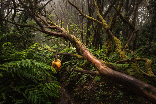 Woman Hiking in laurel forest of Anaga, UNESCO biosphere reserve in Tenerife