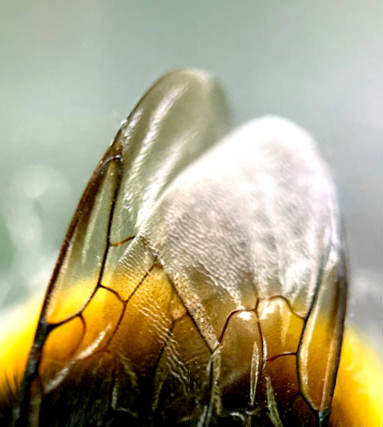 A macro closeup of Bumble Bee wings. stock photo