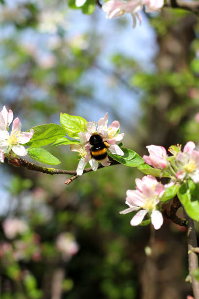 A Bumble Bee collecting pollen on an Apple tree. stock photo