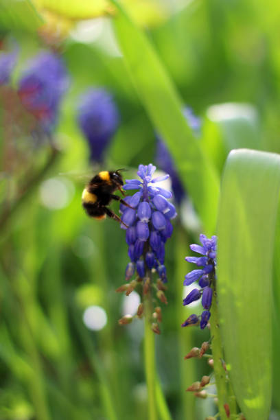 A Bumble Bee collecting pollen on a purple flower. stock photo